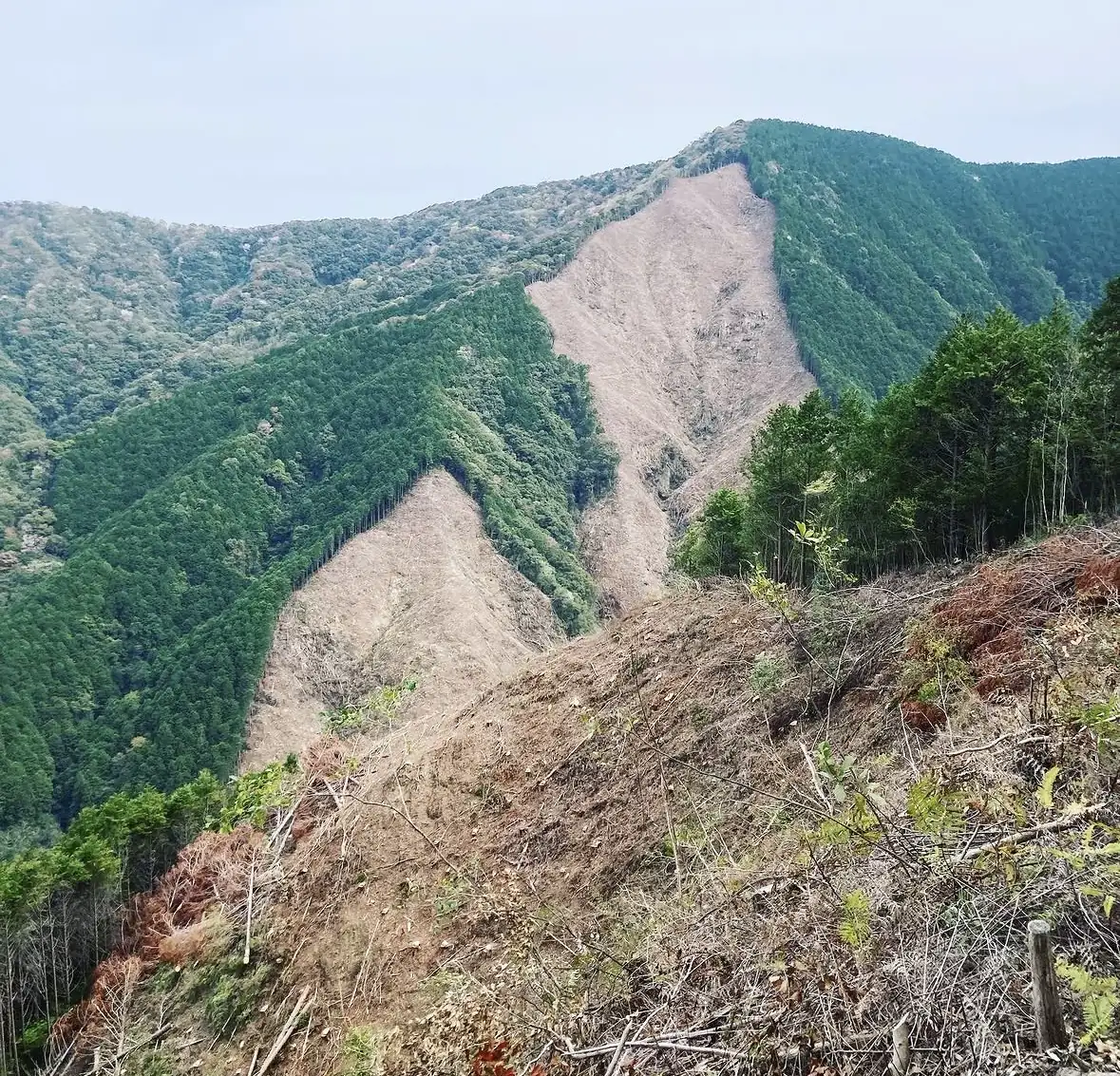 皆伐して集材を終えた山の斜面